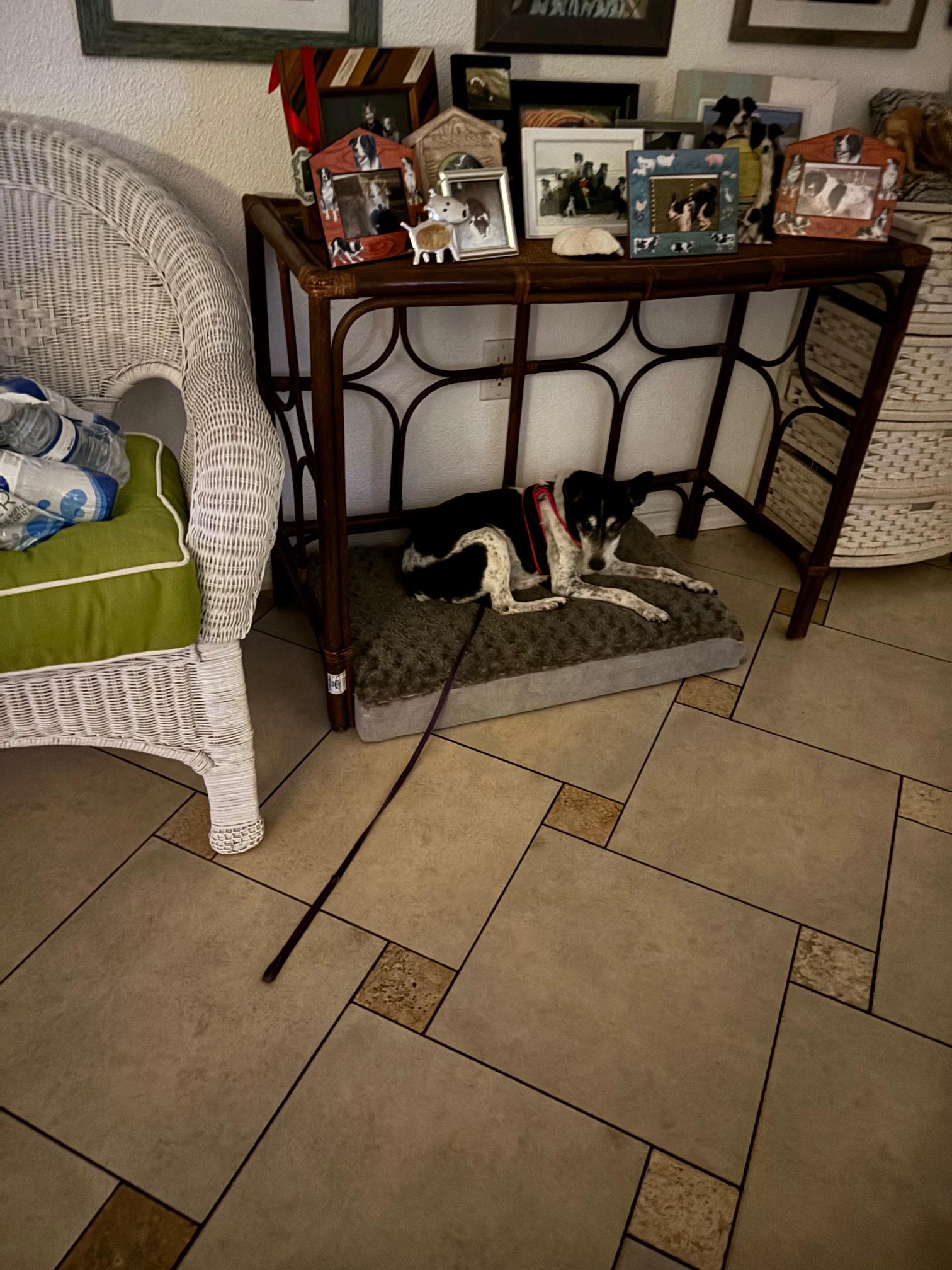 Enlarge Riley, a Adoptable Jack Russell Terrier in Bradenton, FL image 3/6