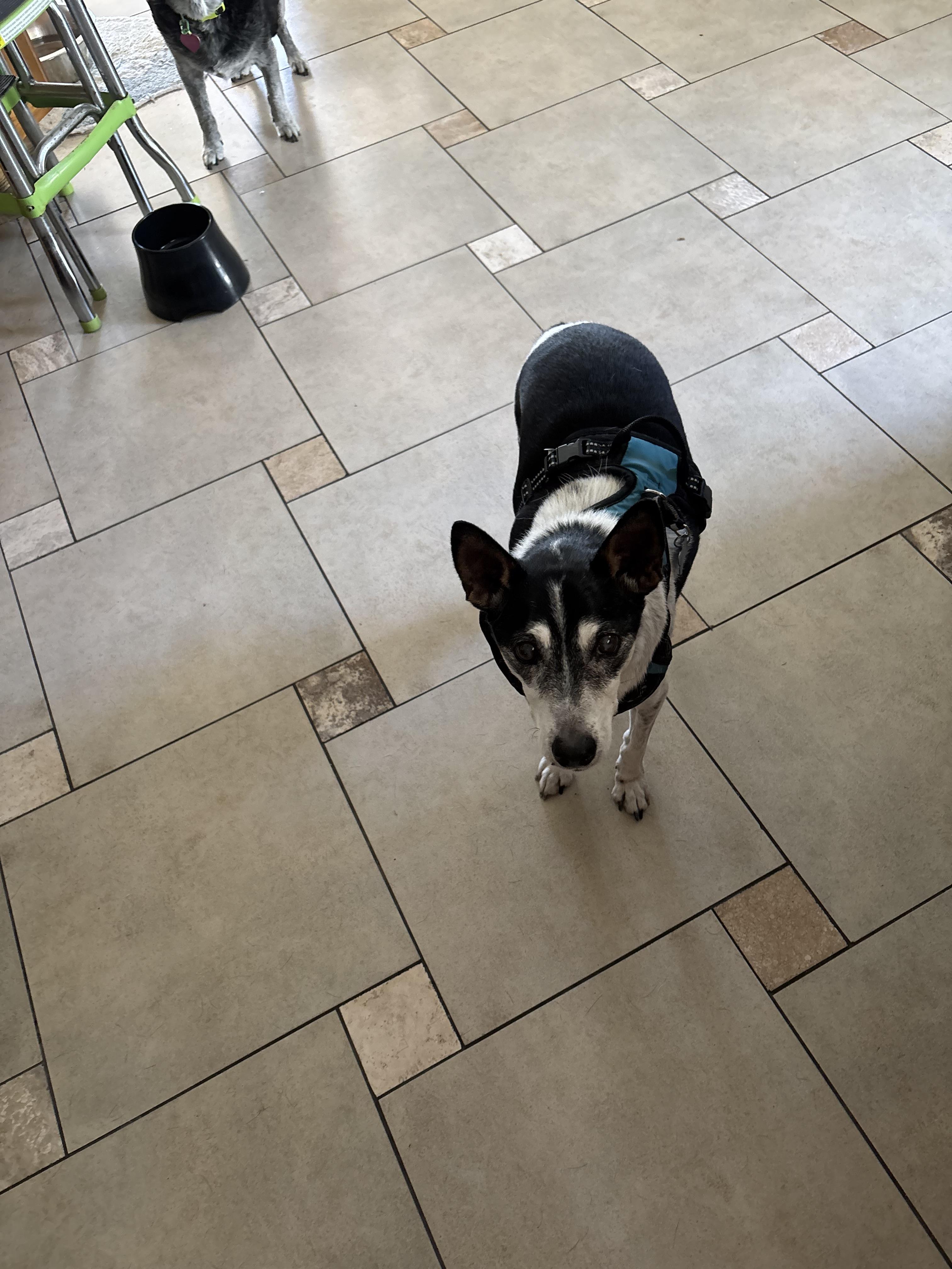 Enlarge Riley, a Adoptable Jack Russell Terrier in Bradenton, FL image 4/6