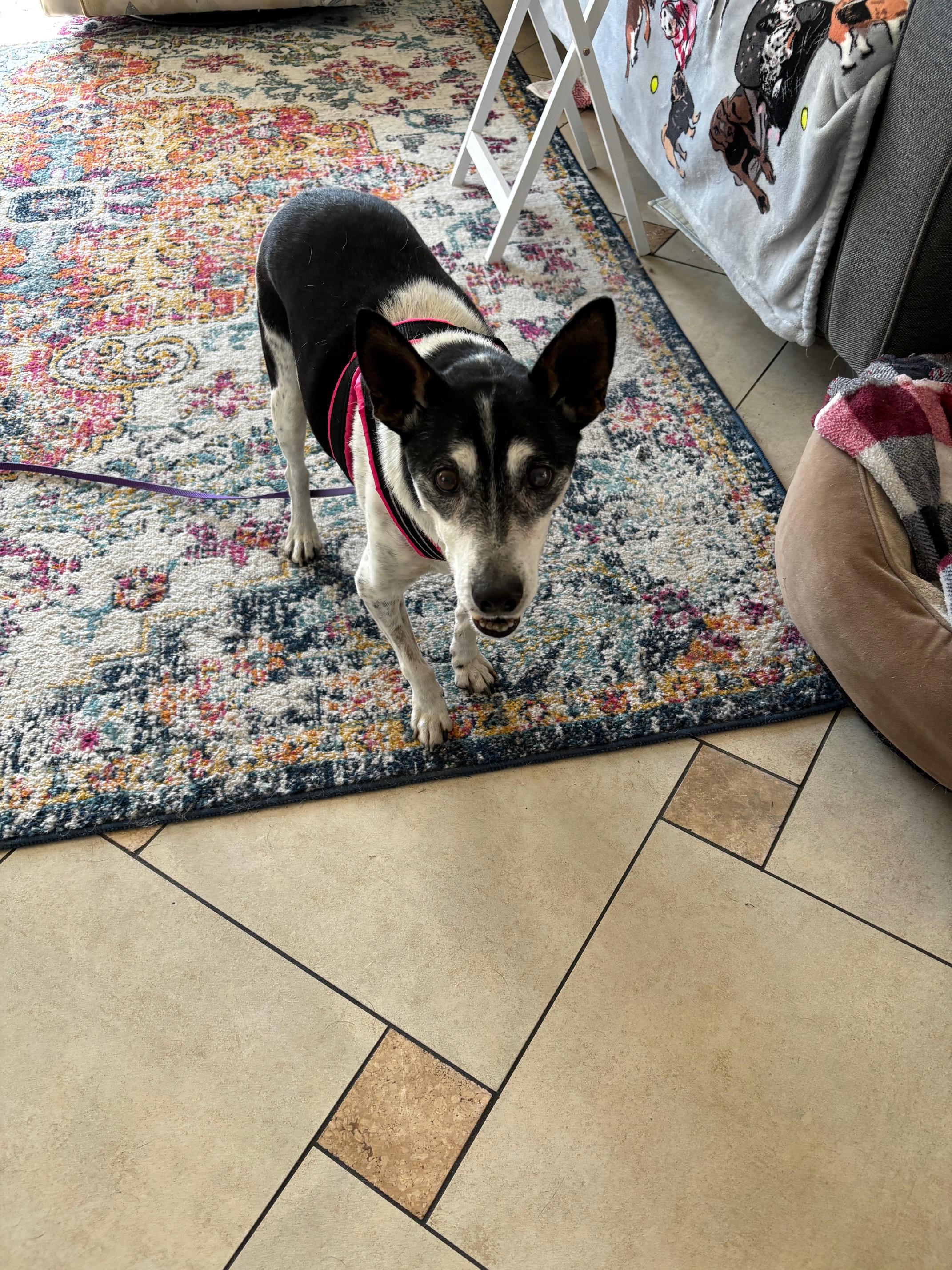 Enlarge Riley, a Adoptable Jack Russell Terrier in Bradenton, FL image 5/6