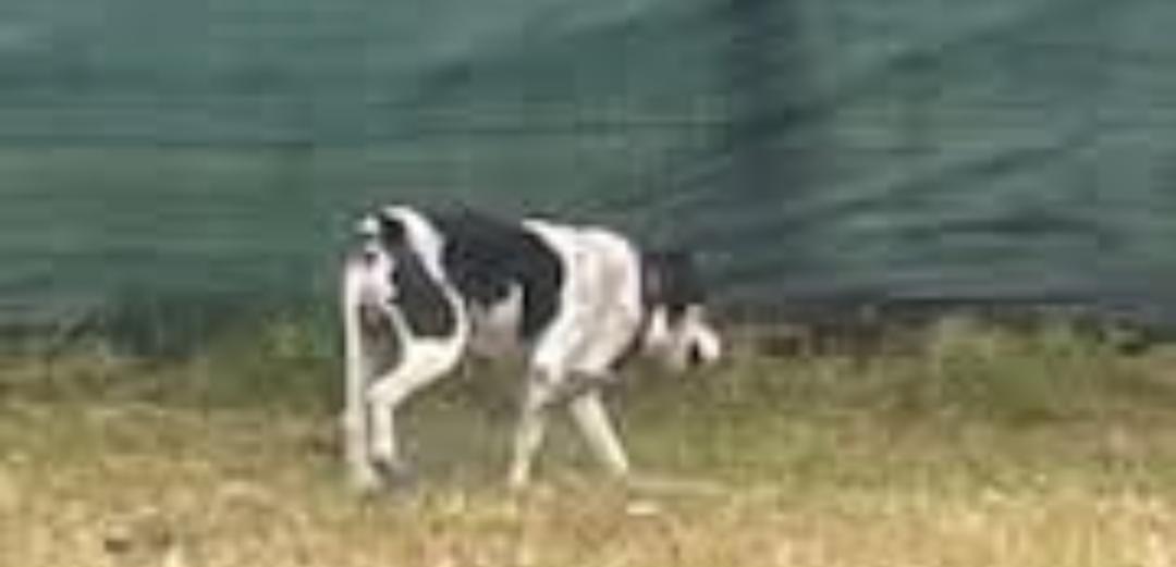 Enlarge Riley, a Adoptable Jack Russell Terrier in Bradenton, FL image 4/6