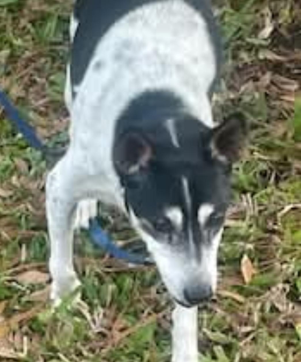 Enlarge Riley, a Adoptable Jack Russell Terrier in Bradenton, FL image 6/6