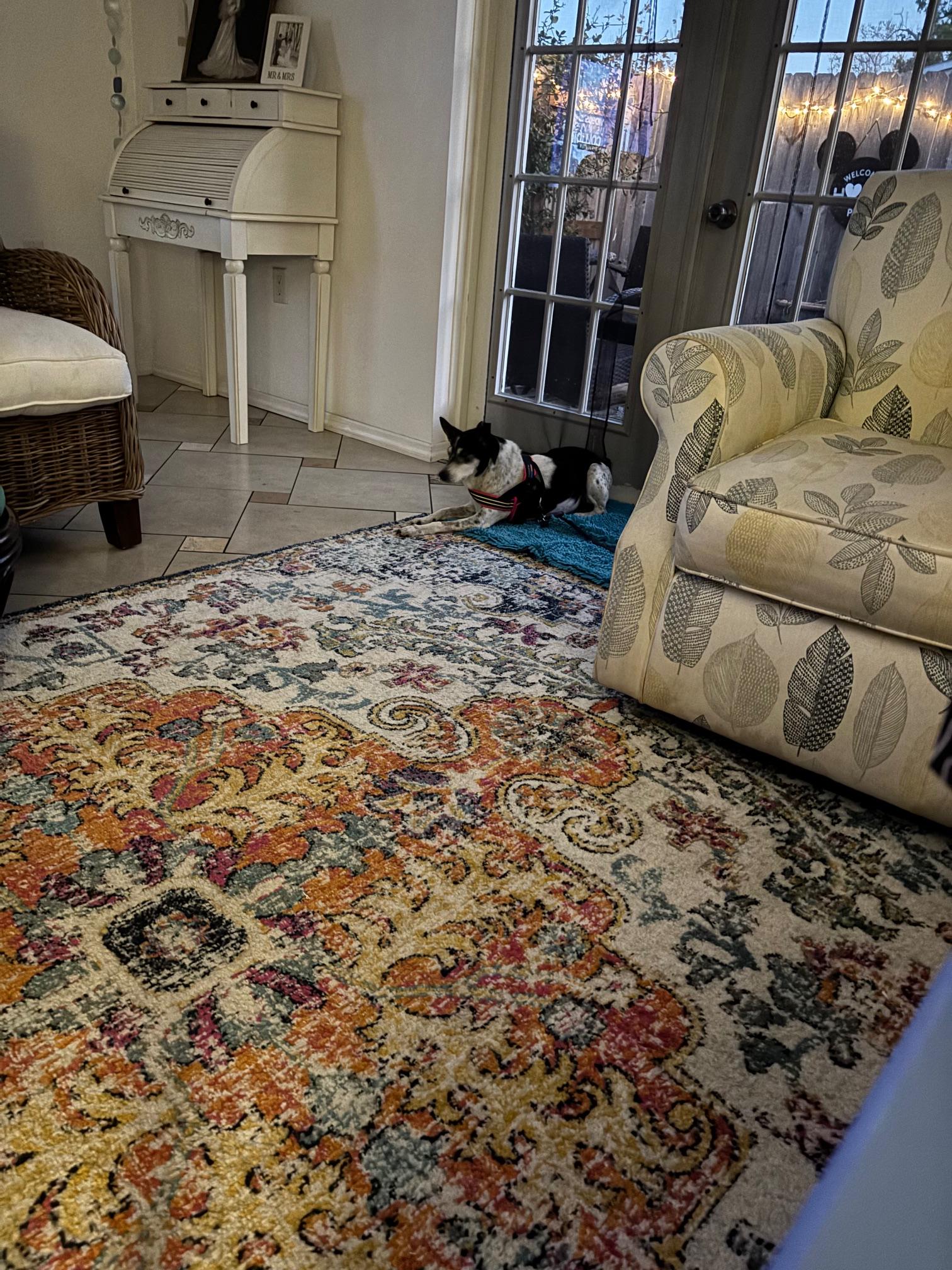 Enlarge Riley, a Adoptable Jack Russell Terrier in Bradenton, FL image 6/6