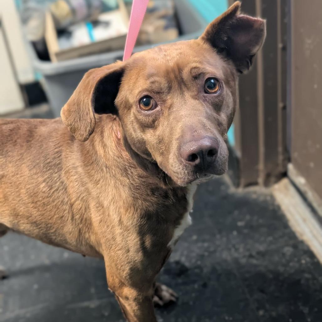 Flip, Adoptable, Adult Male Chocolate Labrador Retriever.