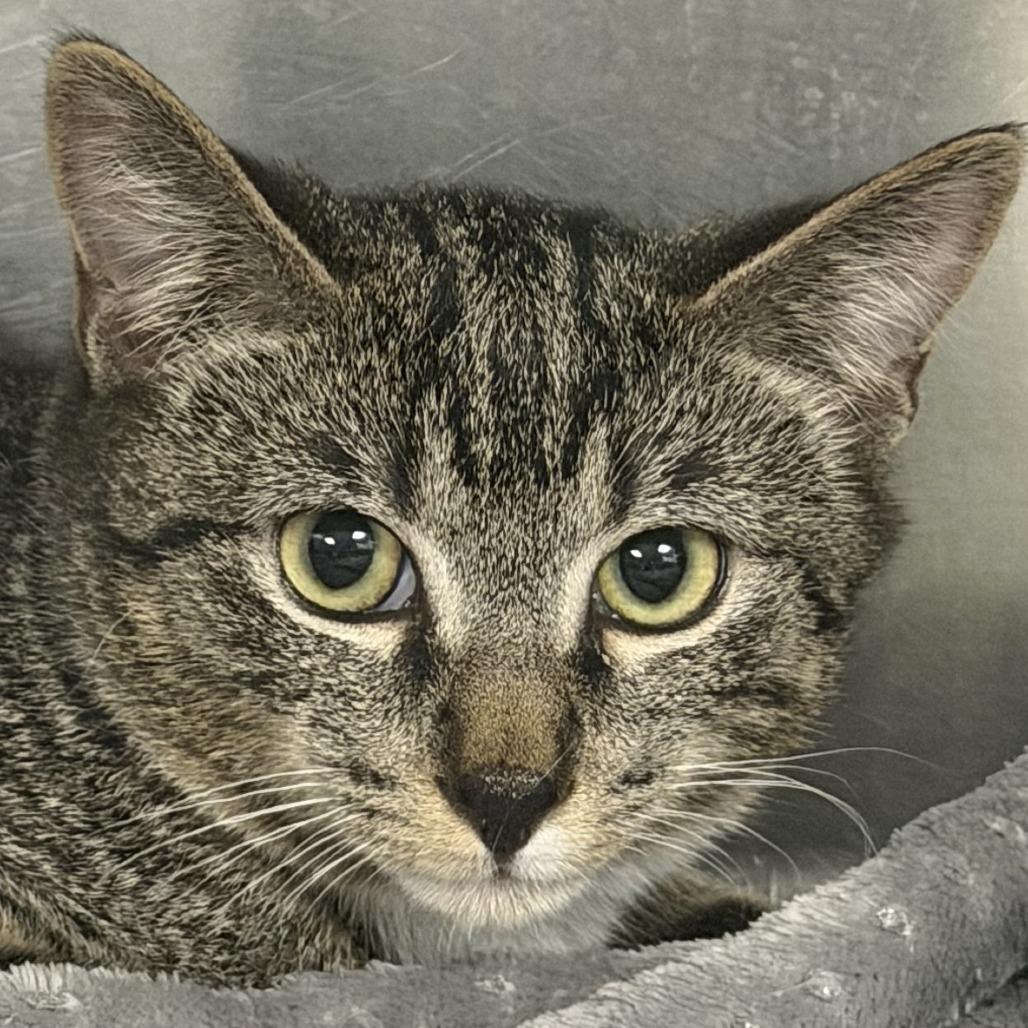 Enlarge Xaden Riorson, a Adoptable Domestic Short Hair in Marion, VA image 1/1