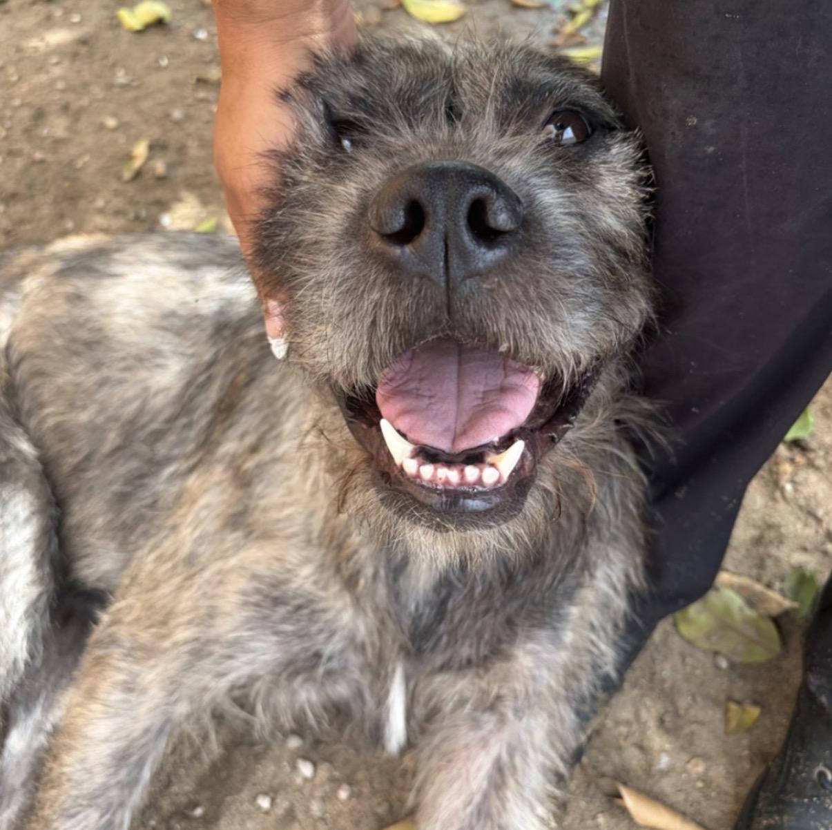 Enlarge Zelda, a Adoptable mixed breed in Naperville, IL image 3/6