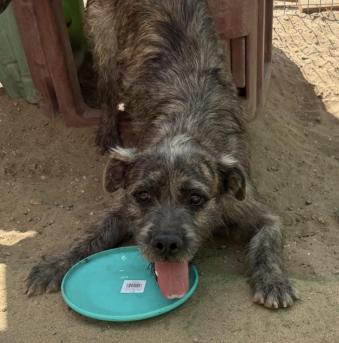Enlarge Zelda, a Adoptable mixed breed in Naperville, IL image 6/6