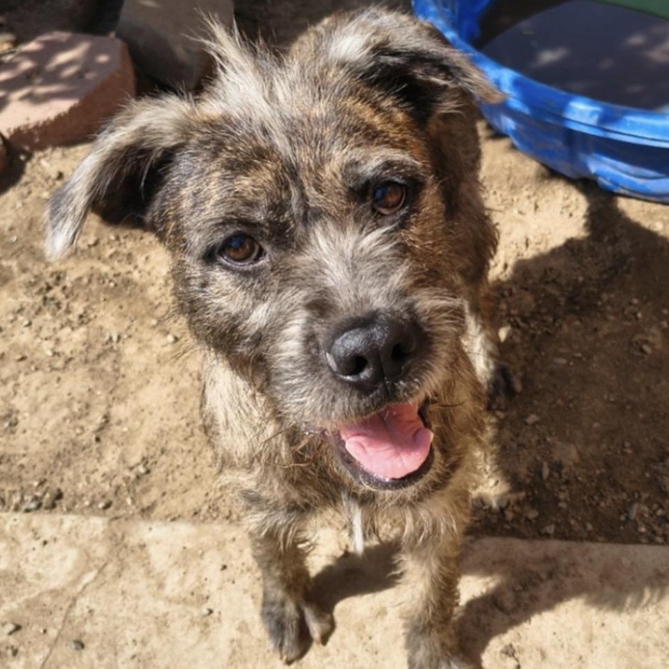 Enlarge Zelda, a Adoptable mixed breed in Naperville, IL image 2/6