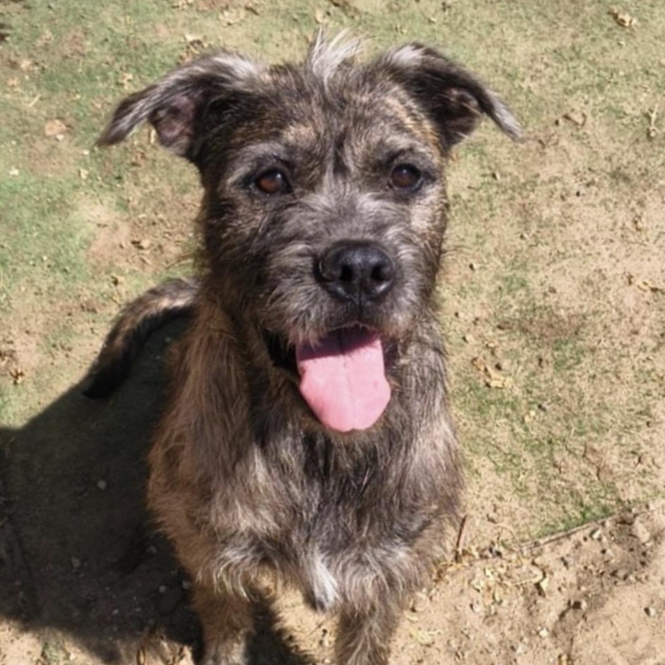 Zelda, Adoptable, Adult Female Border Terrier.