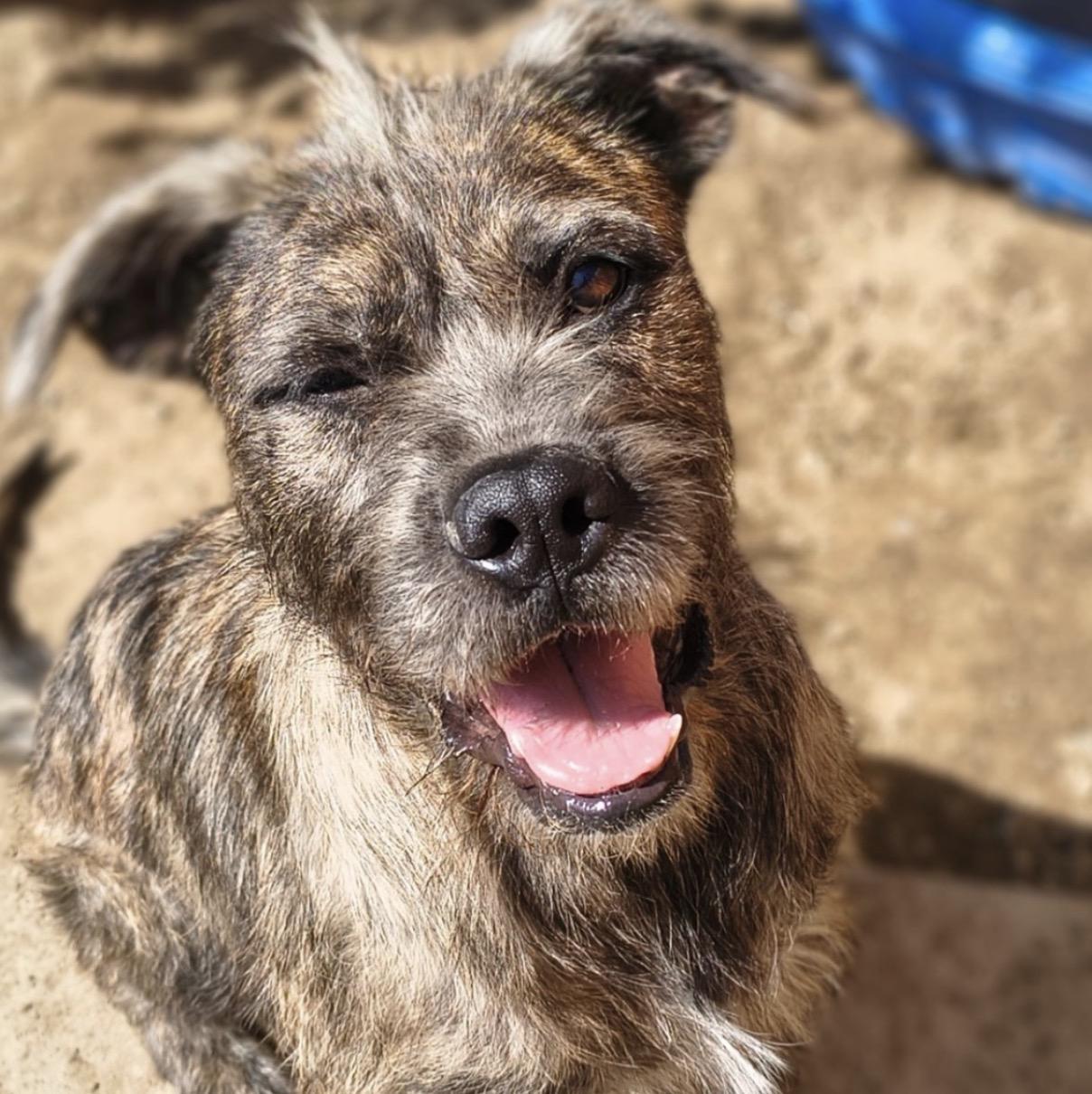 Enlarge Zelda, a Adoptable mixed breed in Naperville, IL image 5/6