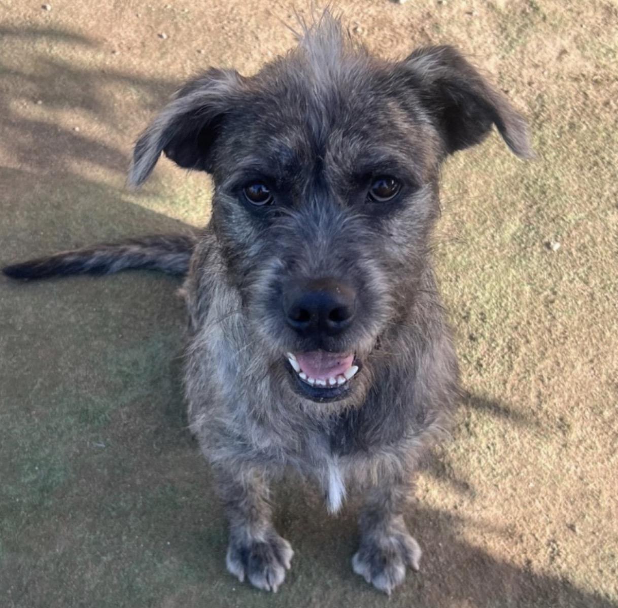 Enlarge Zelda, a Adoptable mixed breed in Naperville, IL image 4/6