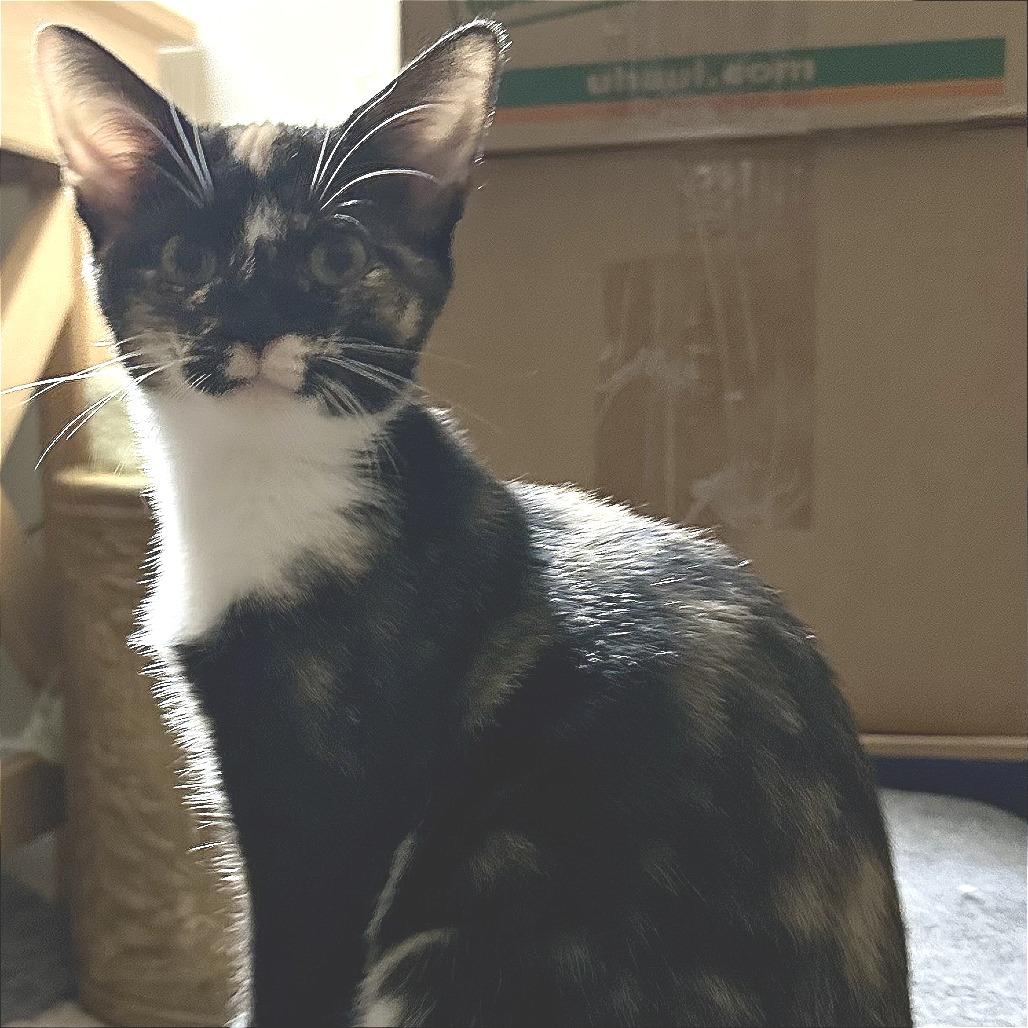 Enlarge Charlotte (Adopt with a sibling), a Adoptable mixed breed in Fayetteville, GA image 1/2