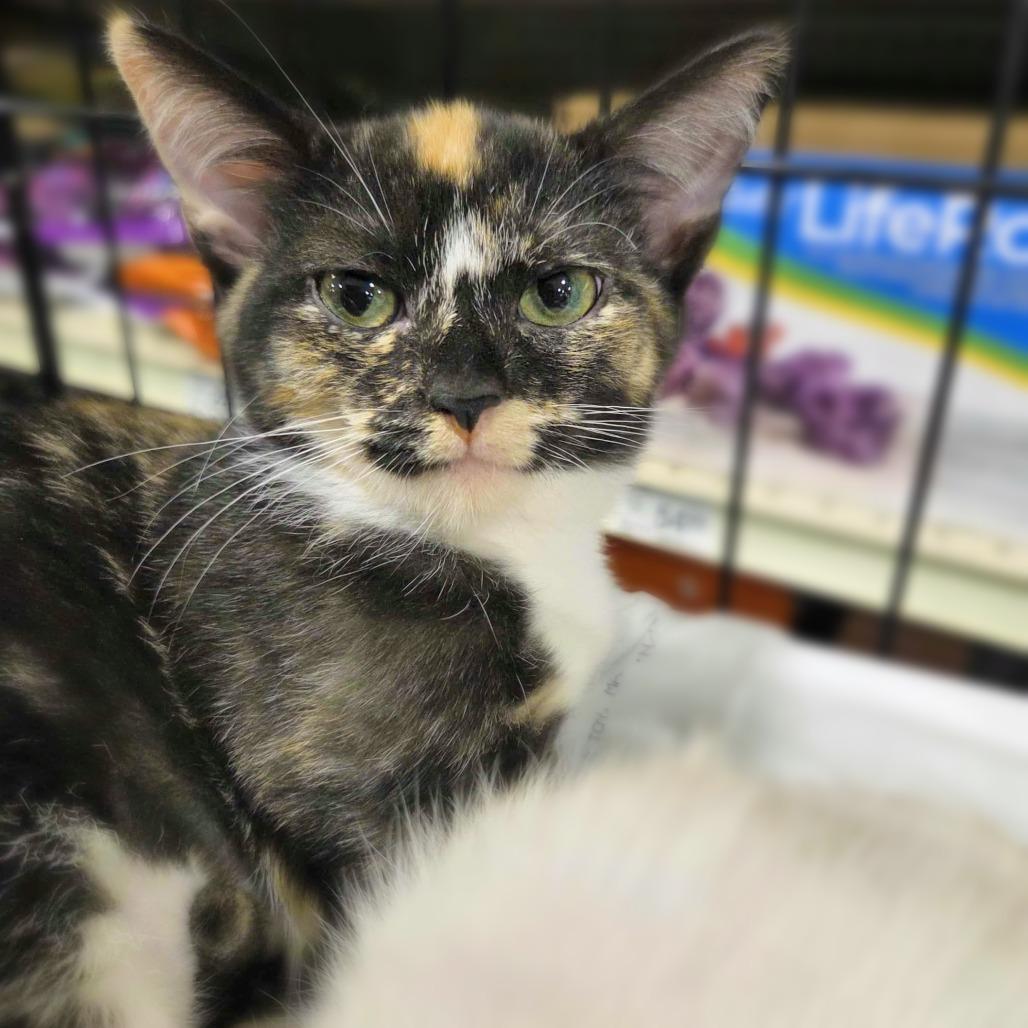 Enlarge Charlotte (Adopt with a sibling), a Adoptable mixed breed in Fayetteville, GA image 2/2