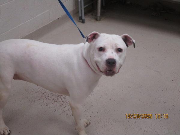 Enlarge Velma(830), a Adoptable mixed breed in Marietta, GA image 1/1