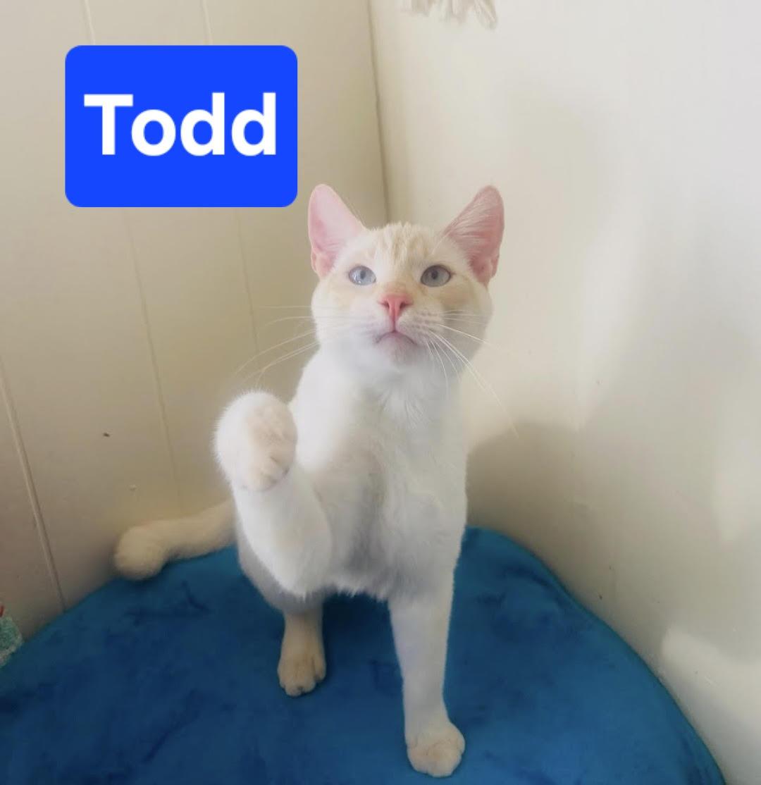 Enlarge Todd, a ADOPTABLE Siamese in Fullerton, CA image 1/1