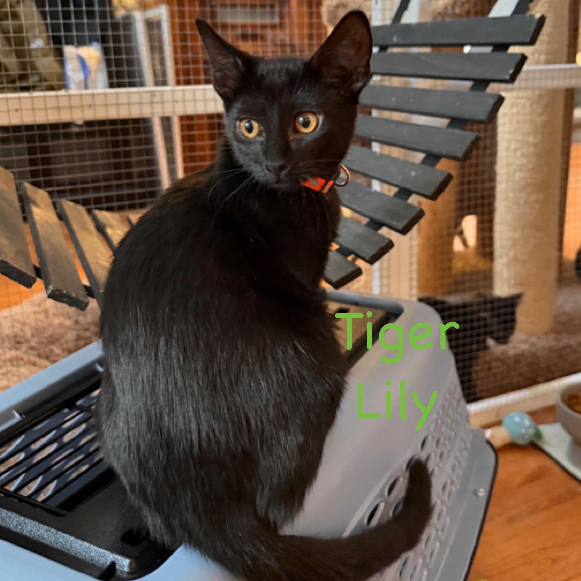 Tiger Lily...a black beauty, ADOPTABLE, Kitten Female Domestic Short Hair.