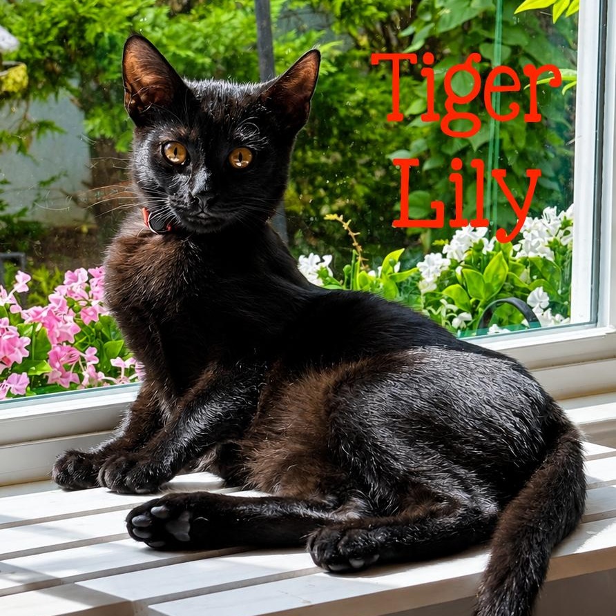 Enlarge Tiger Lily...a black beauty, a ADOPTABLE Domestic Short Hair in Murfreesboro, TN image 1/3