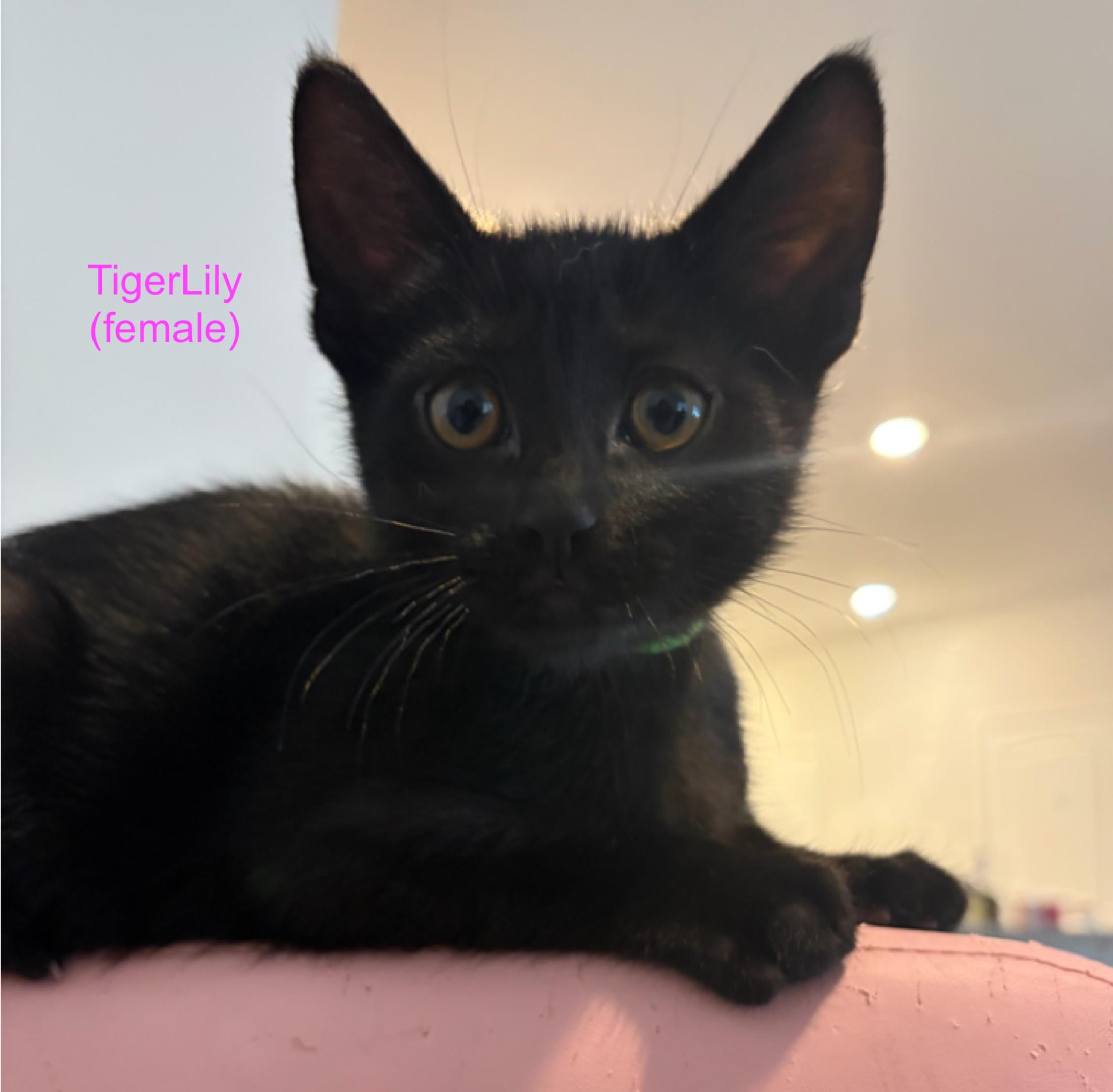 Tiger Lily, a ADOPTABLE Domestic Short Hair in Murfreesboro, TN image 1/2