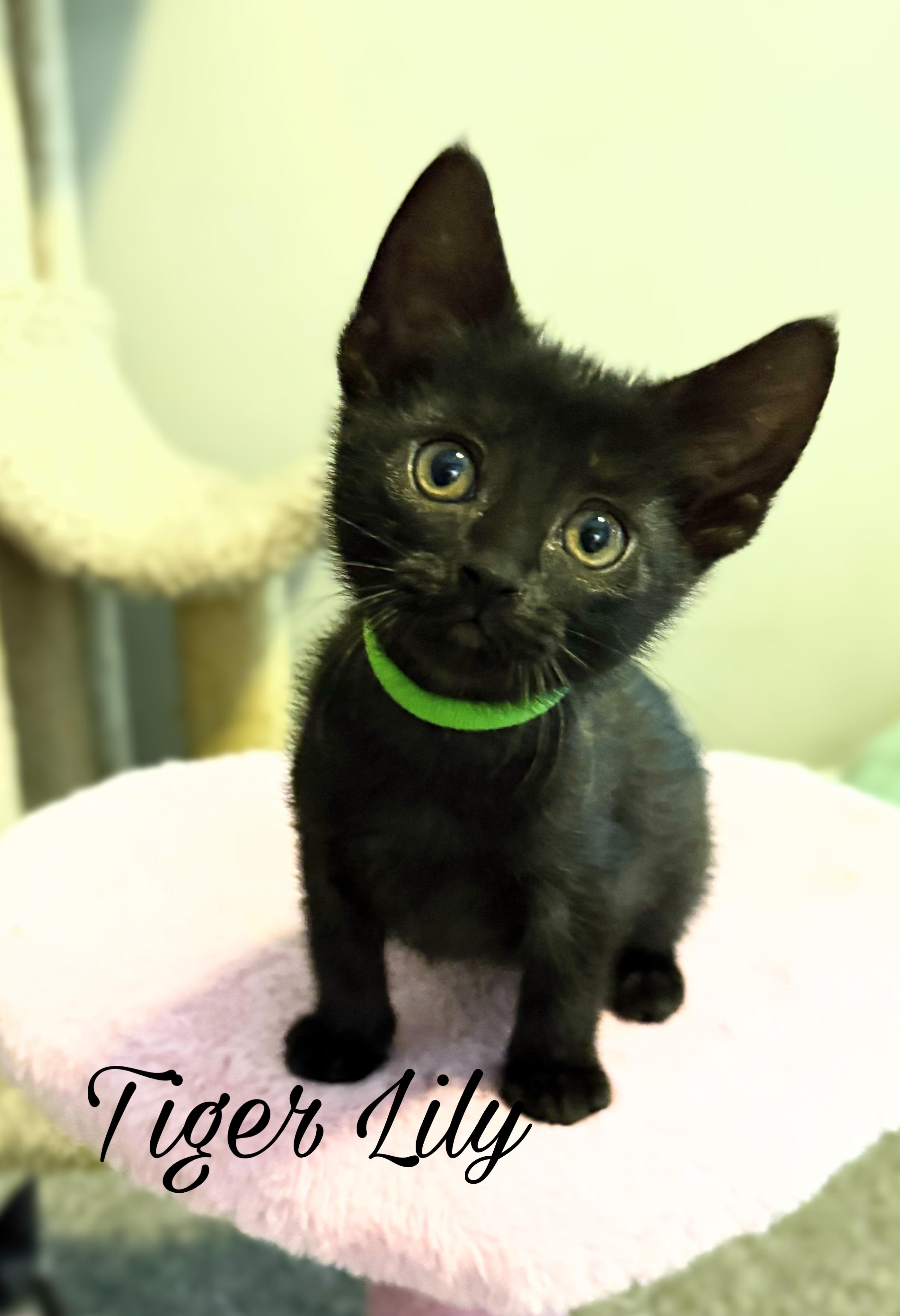 Tiger Lily, a ADOPTABLE Domestic Short Hair in Murfreesboro, TN image 2/2