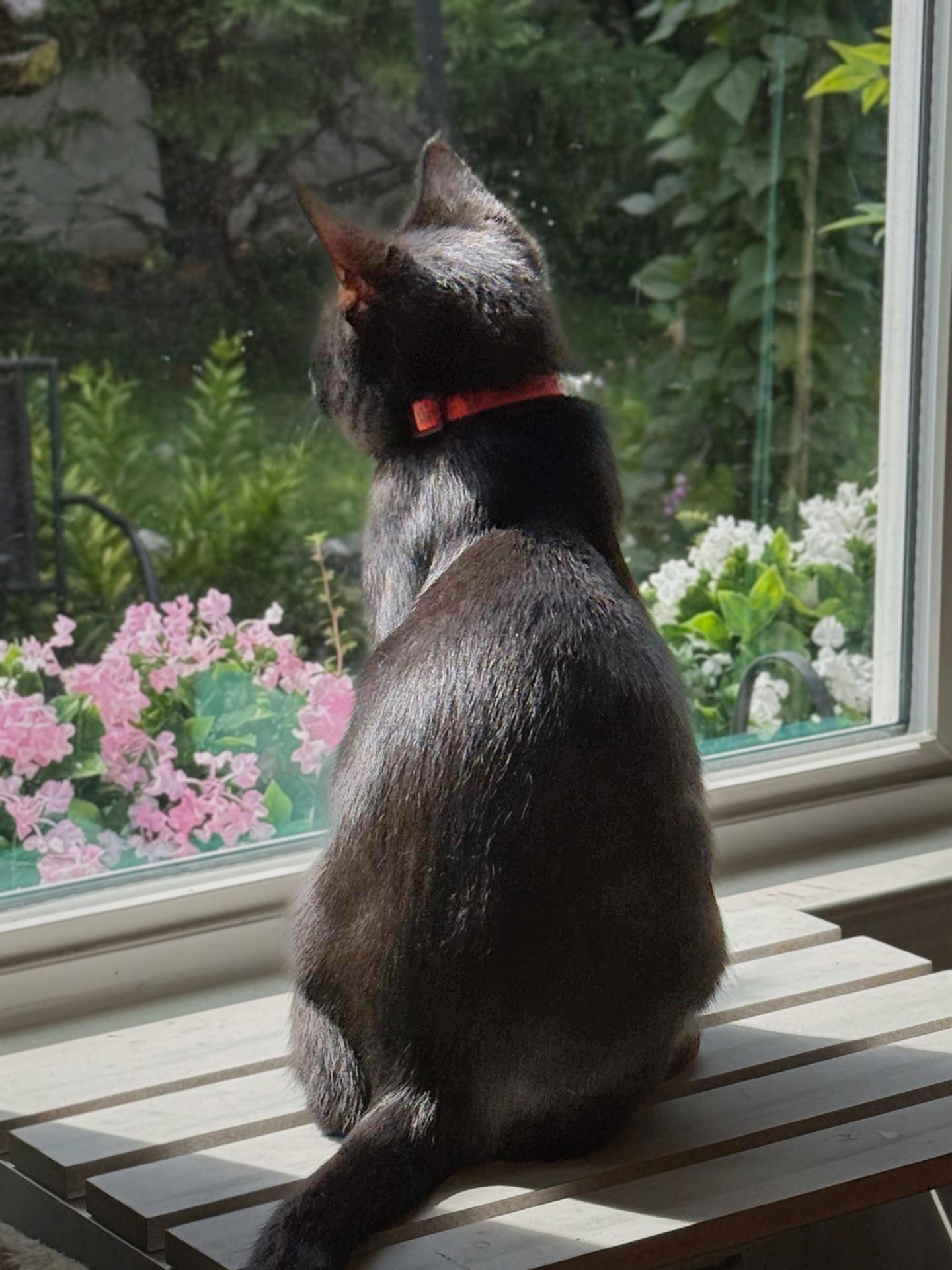 Enlarge Tiger Lily...a black beauty, a ADOPTABLE Domestic Short Hair in Murfreesboro, TN image 2/3