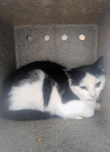 Enlarge MARACA, a Adoptable Domestic Short Hair in Upper Marlboro, MD image 1/1
