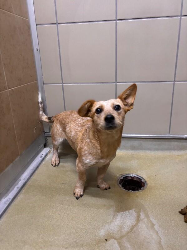 Muffin, Adoptable, Adult Female Corgi.