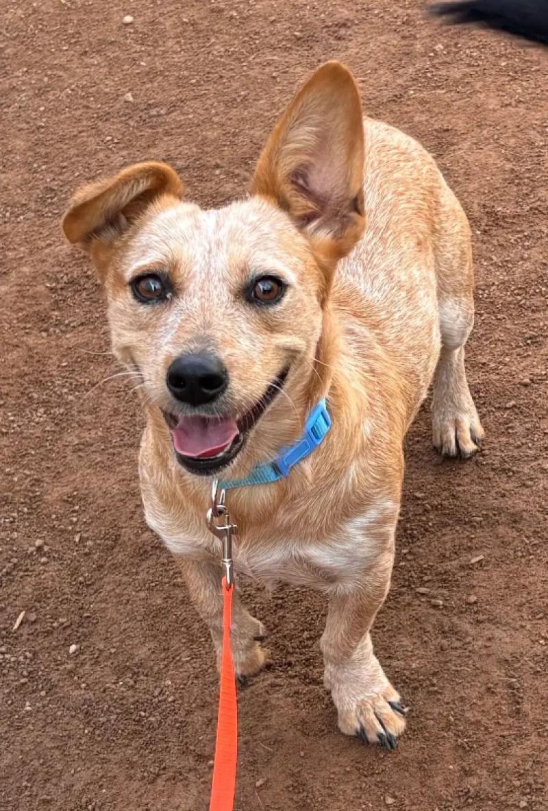 Enlarge Muffin, a Adoptable Corgi in Hobbs, NM image 2/2