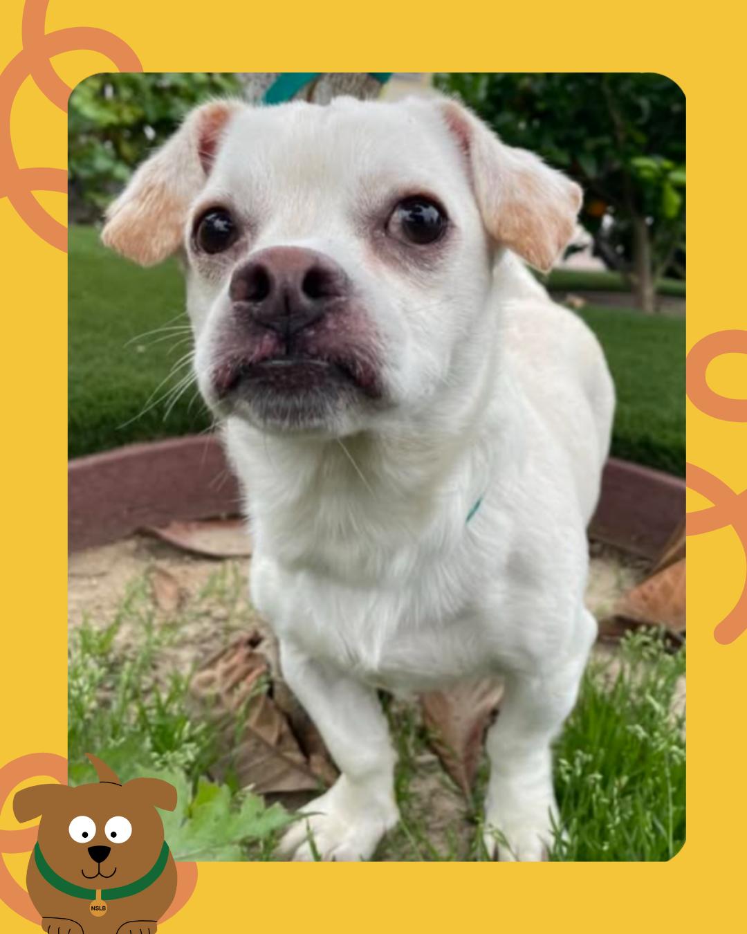 Enlarge Bugsy, a Adoptable mixed breed in Apple Valley, CA image 1/1