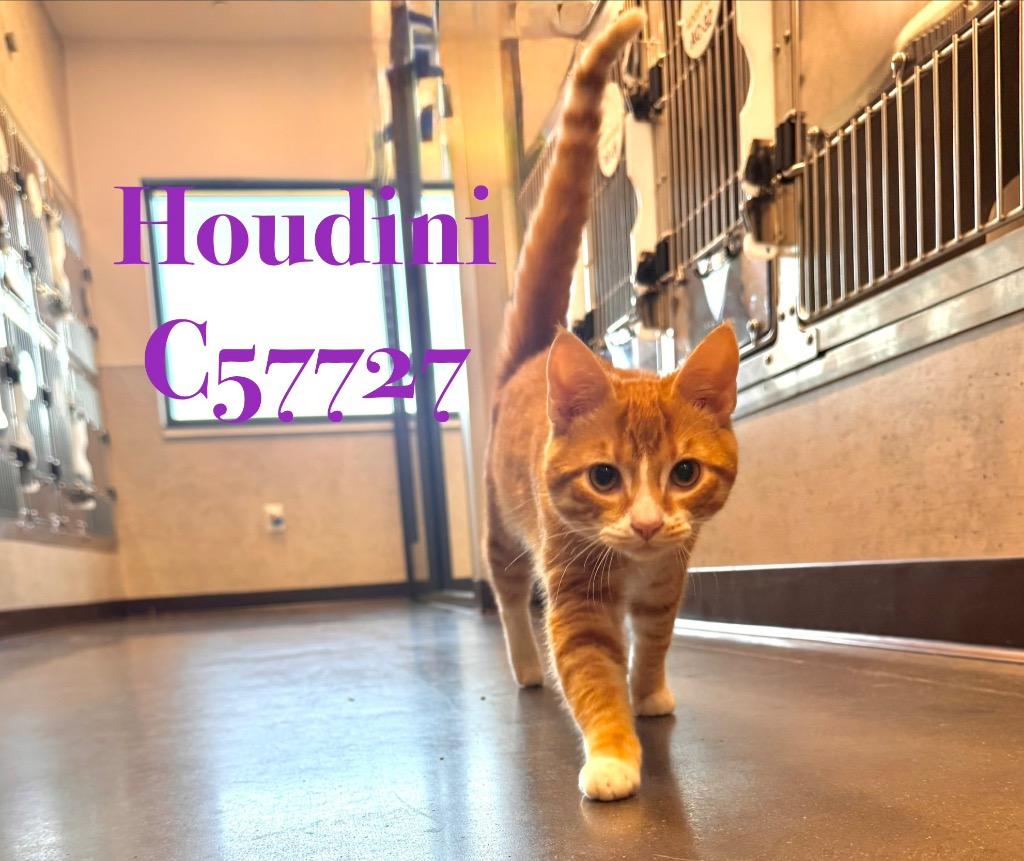 Houdini, Adoptable, Adult Male Domestic Short Hair.