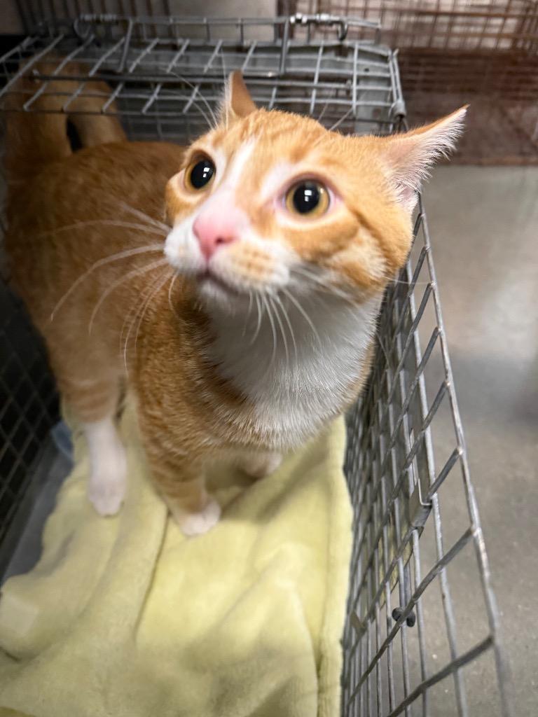 Enlarge Houdini, a Adoptable mixed breed in Clarksville, TN image 2/2