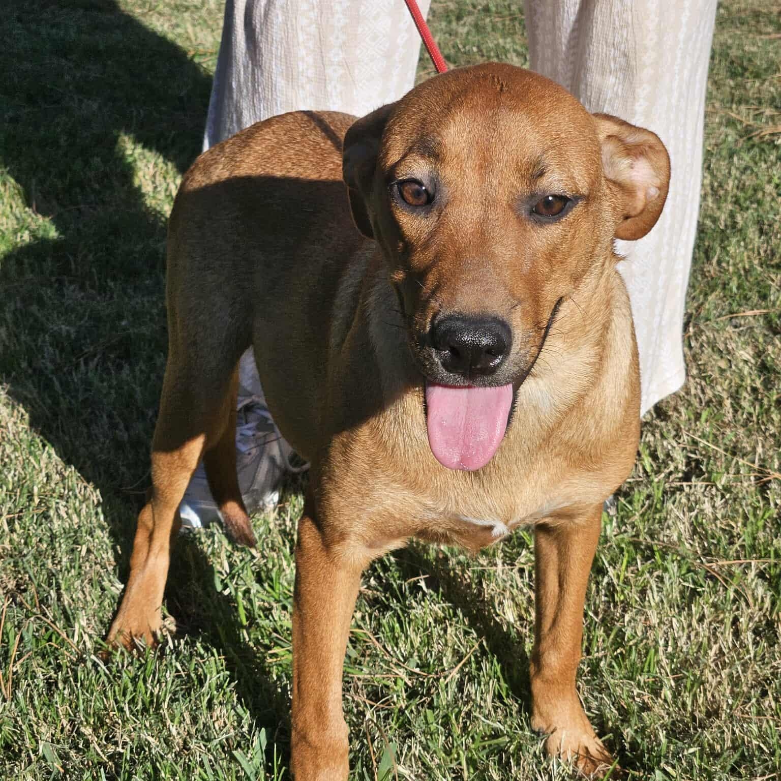 Enlarge PARIS, a Adoptable mixed breed in Bethpage, NY image 3/6