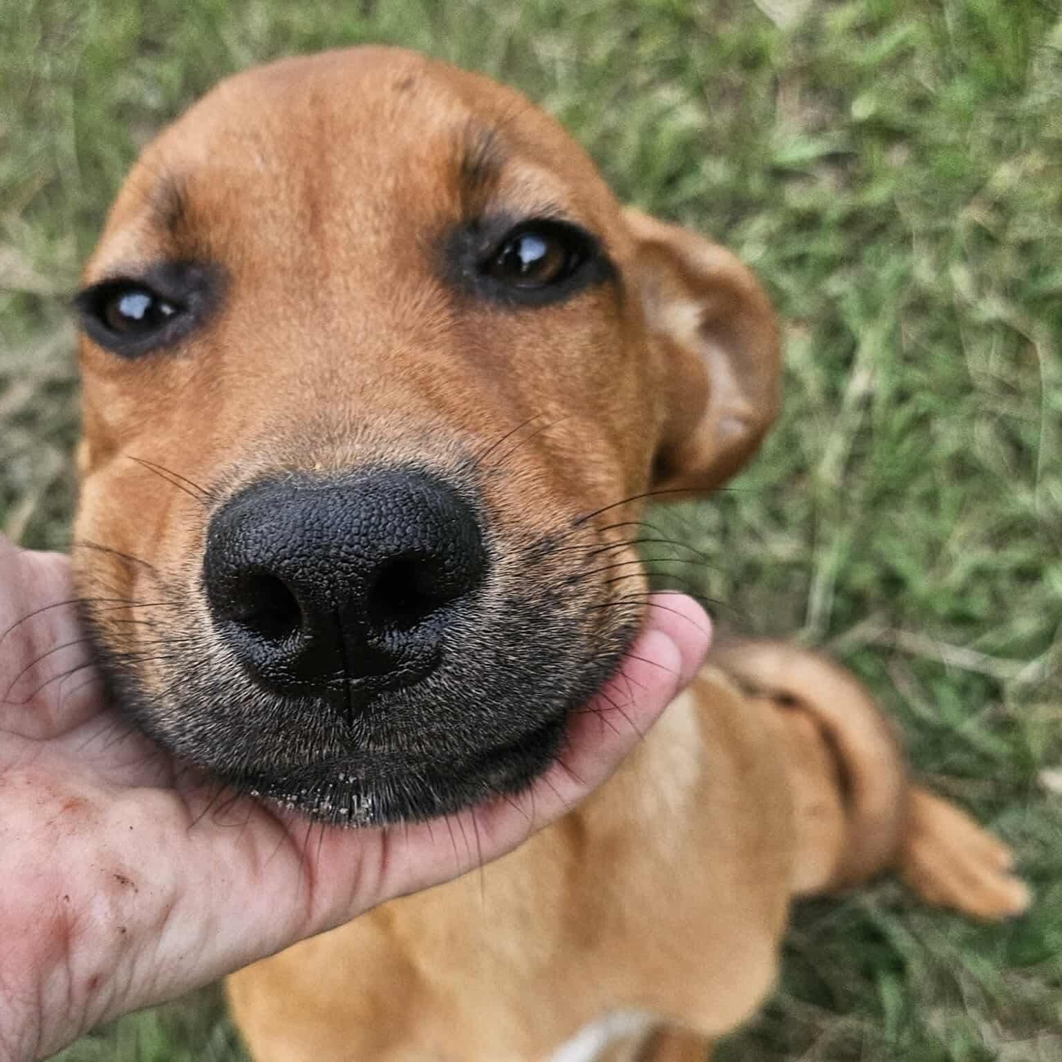 Enlarge PARIS, a Adoptable mixed breed in Bethpage, NY image 5/6