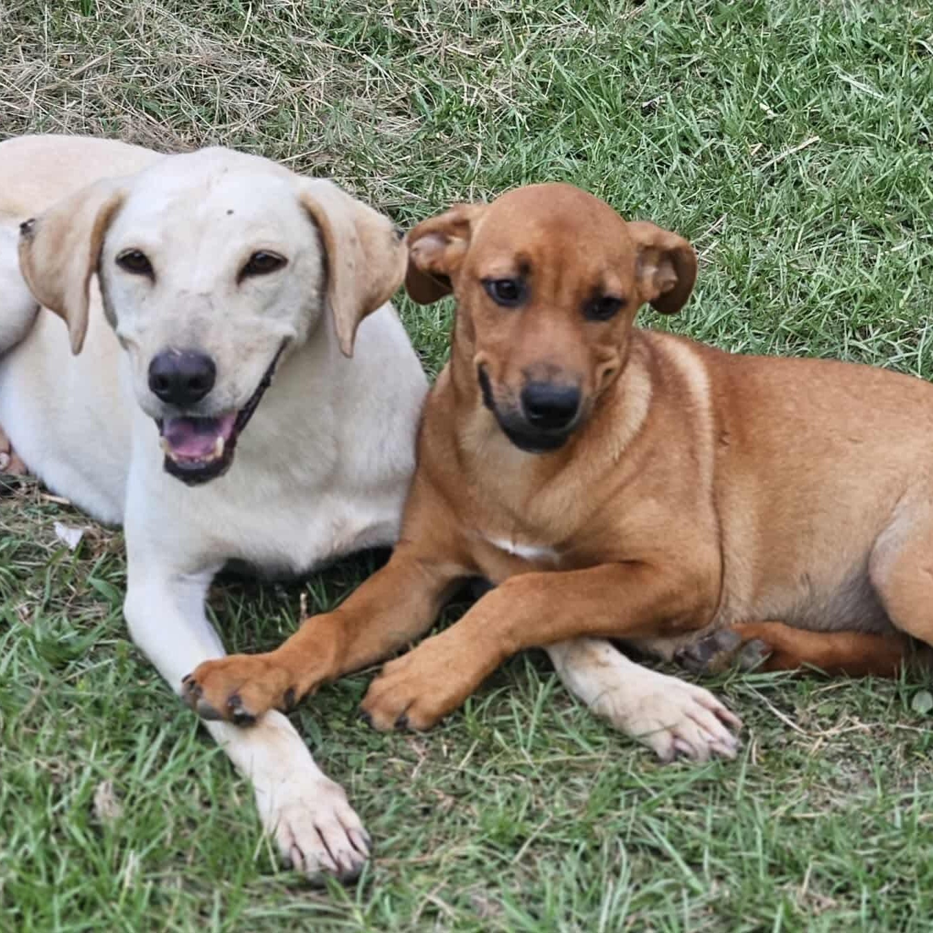 Enlarge PARIS, a Adoptable mixed breed in Bethpage, NY image 6/6