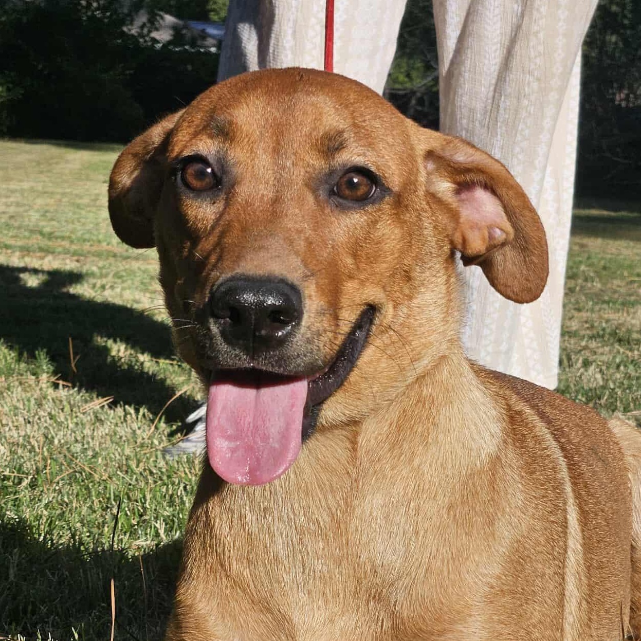 Enlarge PARIS, a Adoptable mixed breed in Bethpage, NY image 1/6