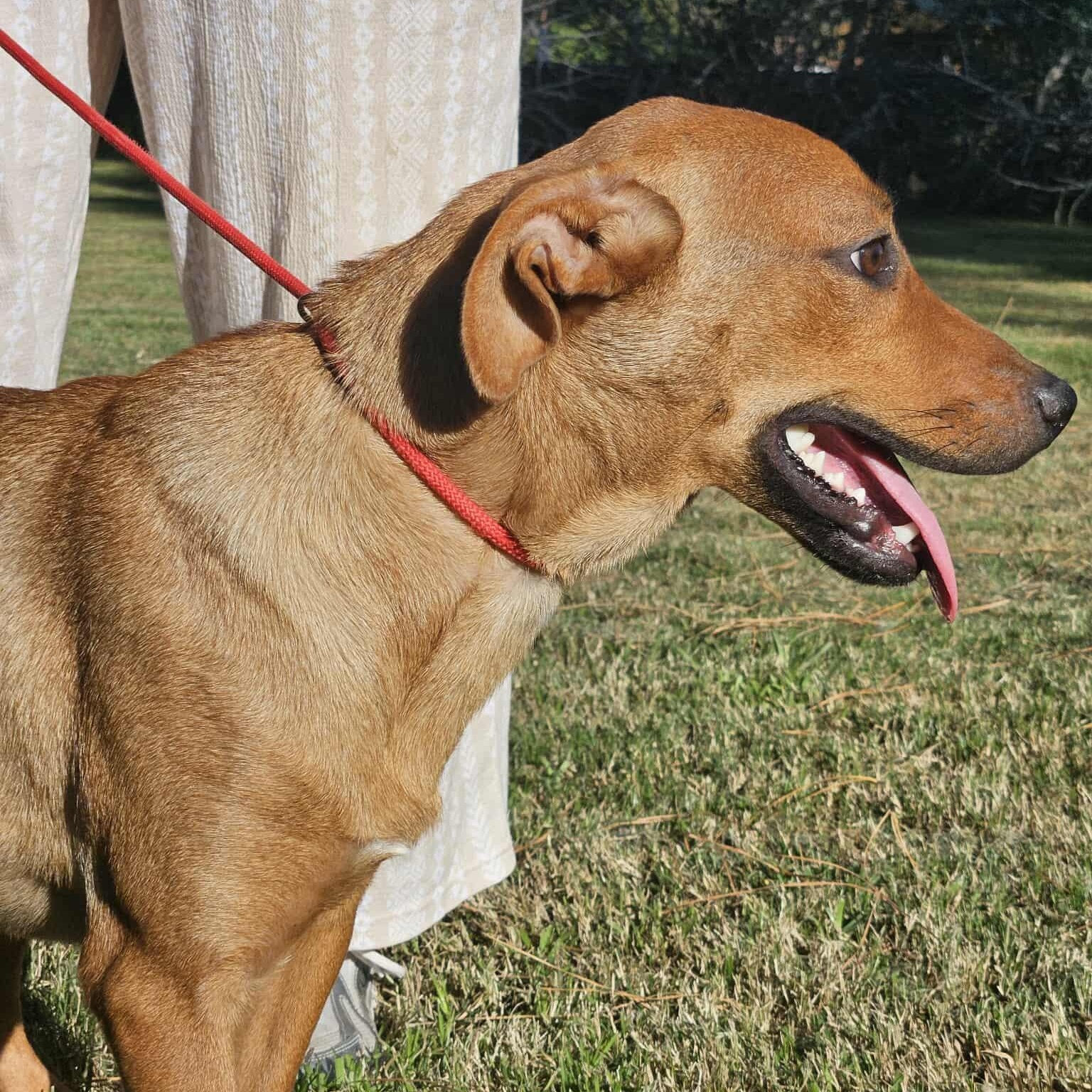 Enlarge PARIS, a Adoptable mixed breed in Bethpage, NY image 4/6