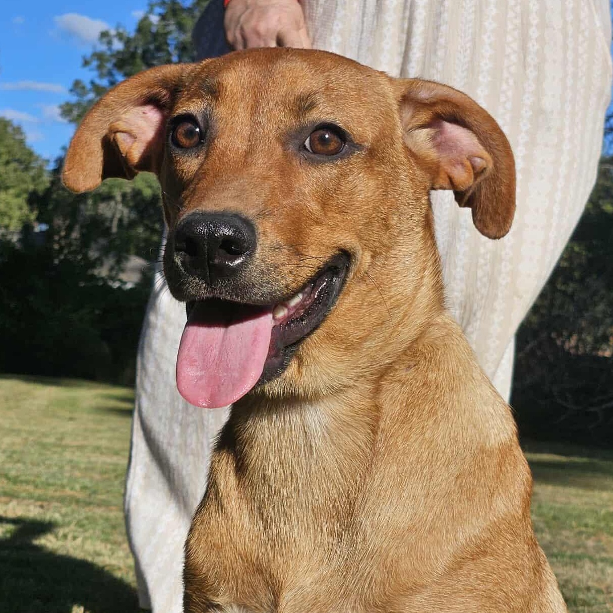 Enlarge PARIS, a Adoptable mixed breed in Bethpage, NY image 2/6