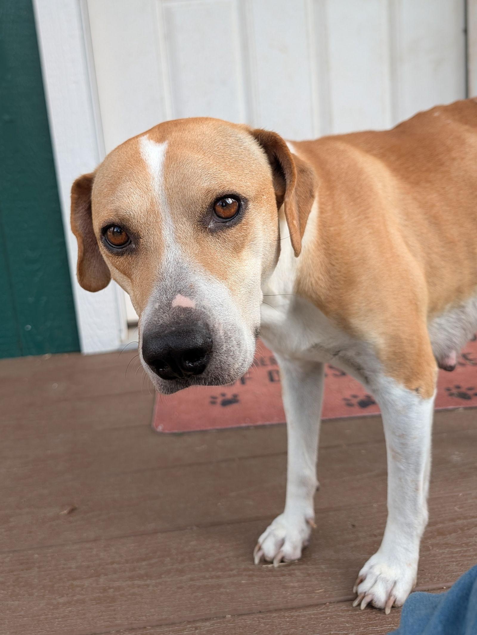 Angel, Adoptable, Adult Female Labrador Retriever & Beagle.