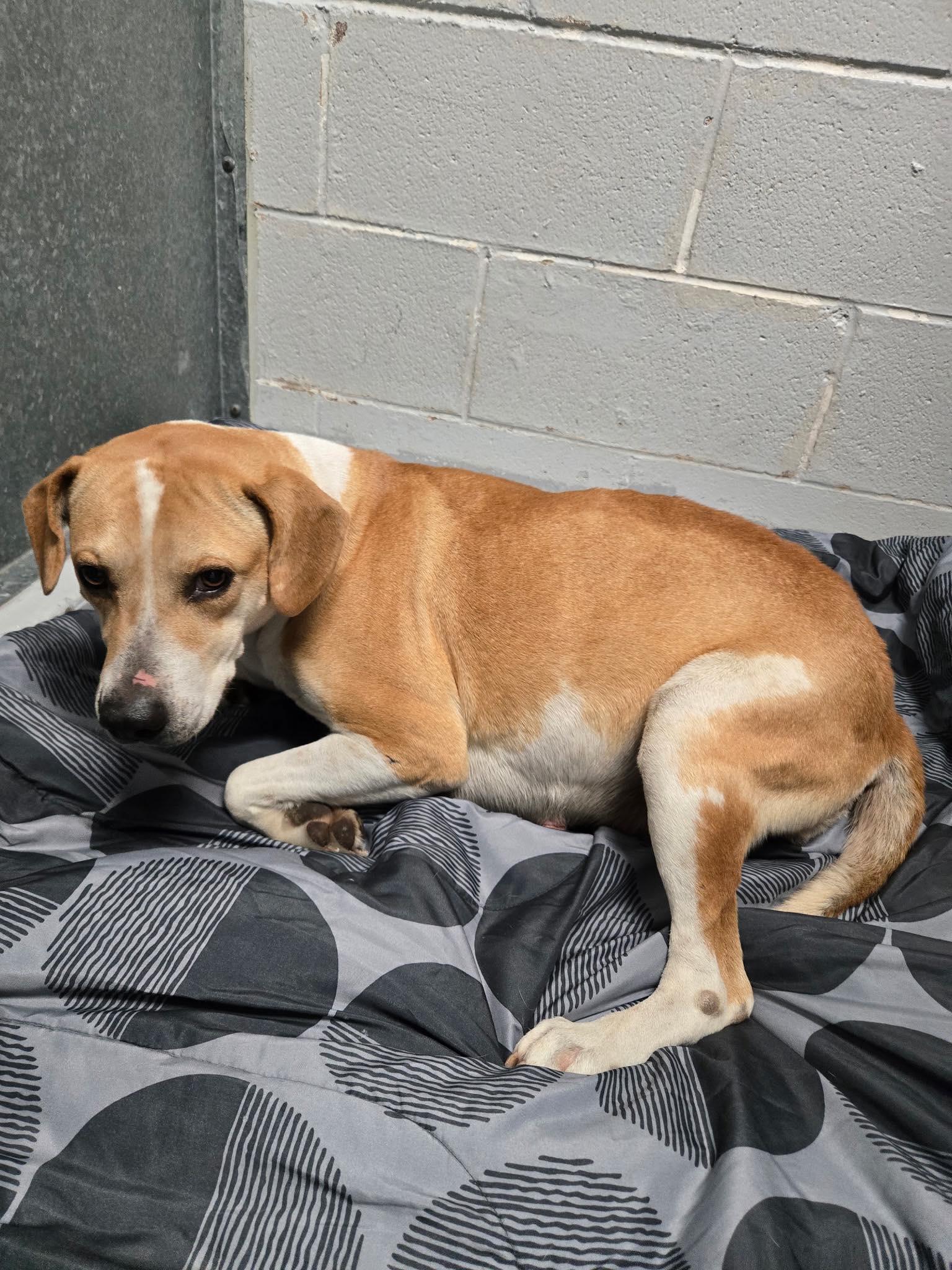Angel, a Adoptable mixed breed in The Woodlands, TX image 2/3