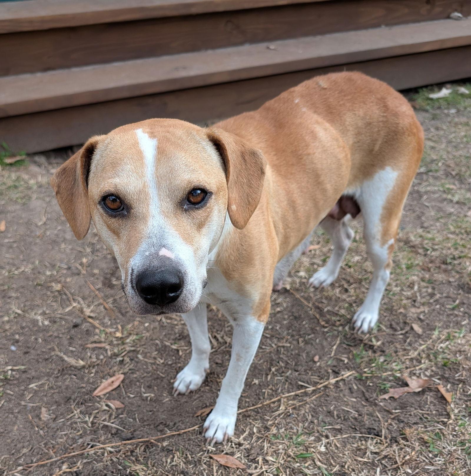 Angel, a Adoptable mixed breed in The Woodlands, TX image 3/3