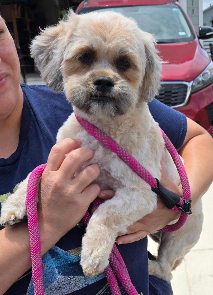 Mariah, Adoptable, Young Female Shih Tzu.