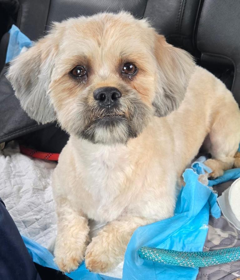 Enlarge Mariah, a Adoptable Shih Tzu in San Antonio, TX image 2/3