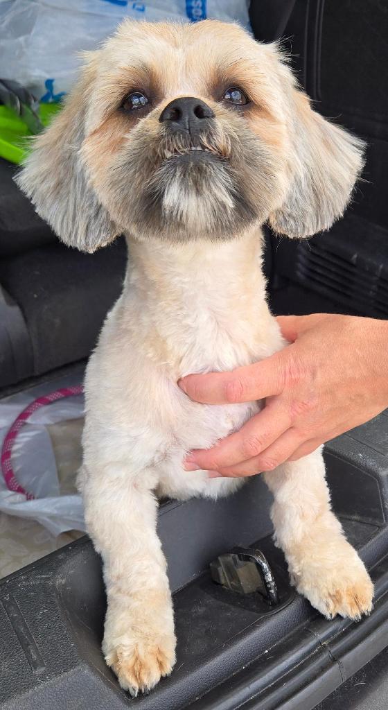 Enlarge Mariah, a Adoptable Shih Tzu in San Antonio, TX image 3/3