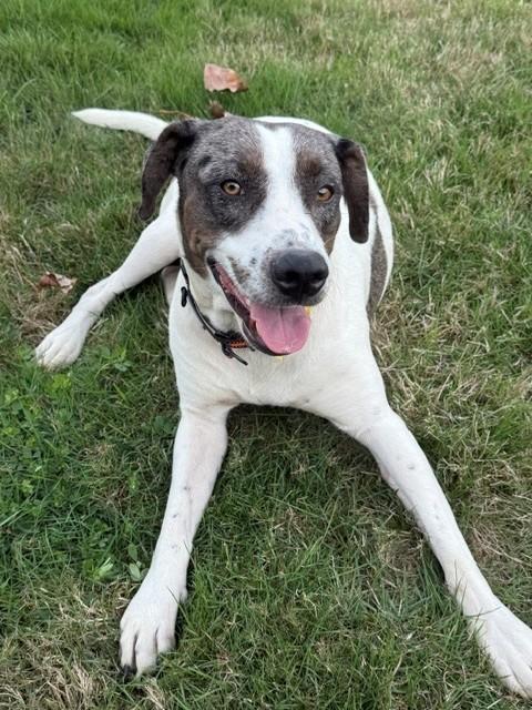 Enlarge Sheila, a Adoptable mixed breed in Olympia, WA image 4/5