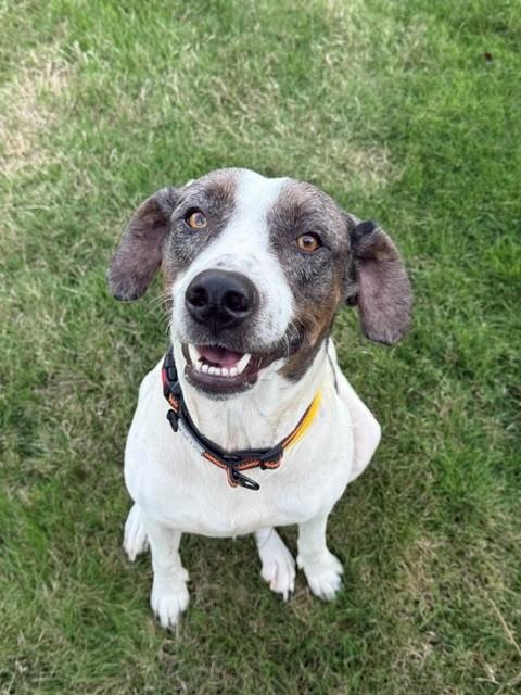 Sheila, Adoptable, Young Female Pointer & Spaniel.