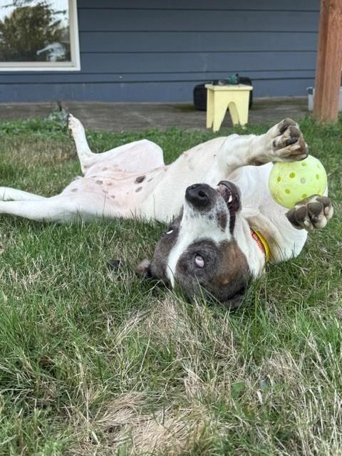 Enlarge Sheila, a Adoptable mixed breed in Olympia, WA image 3/5