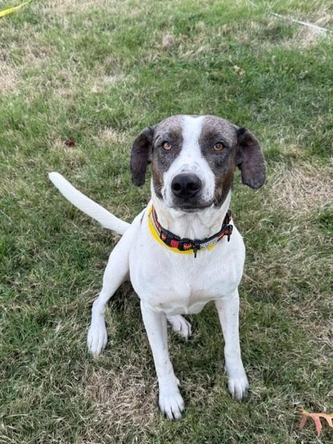 Enlarge Sheila, a Adoptable mixed breed in Olympia, WA image 2/5