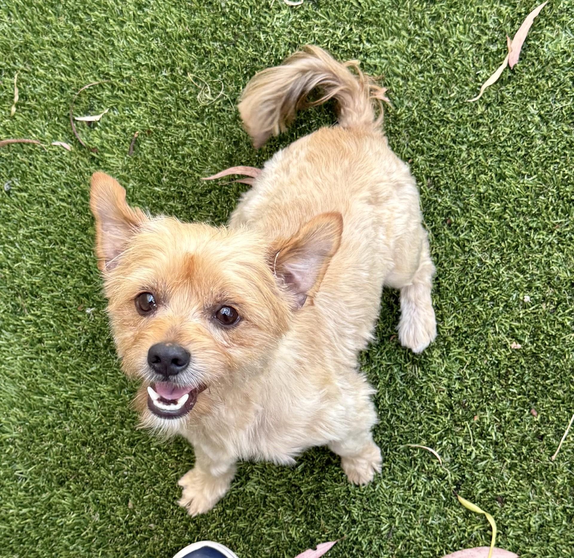 Lito