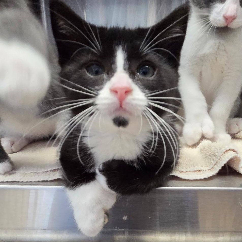 Enlarge Toeli, an adopted Domestic Short Hair in Warwick, RI image 2/2