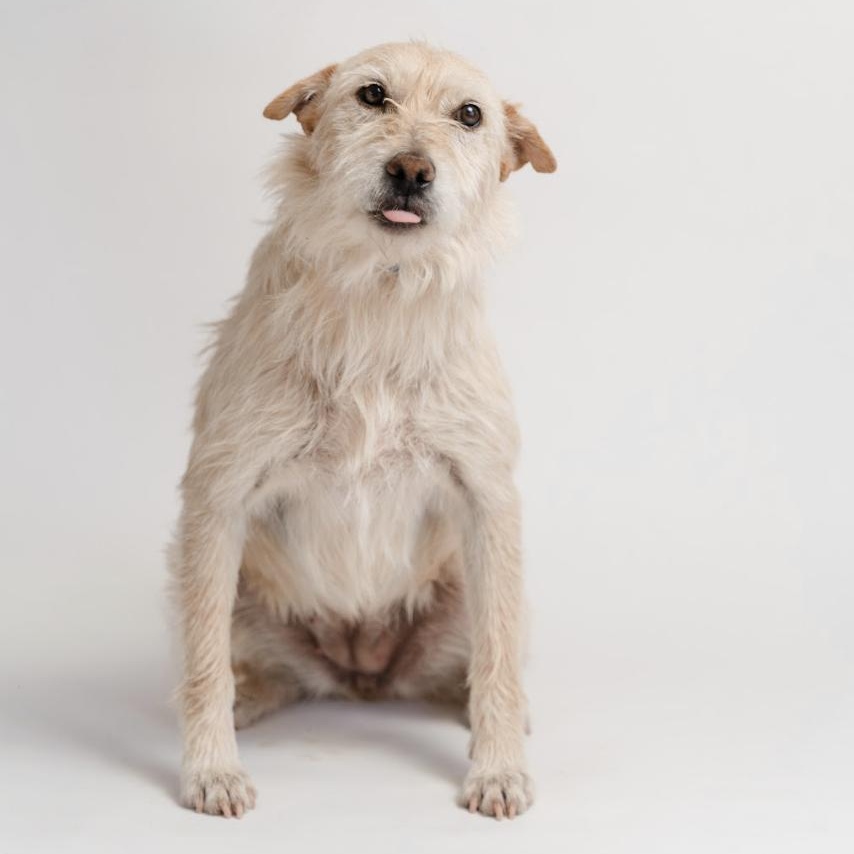 Bimba, Adoptable, Young Female Wirehaired Terrier.