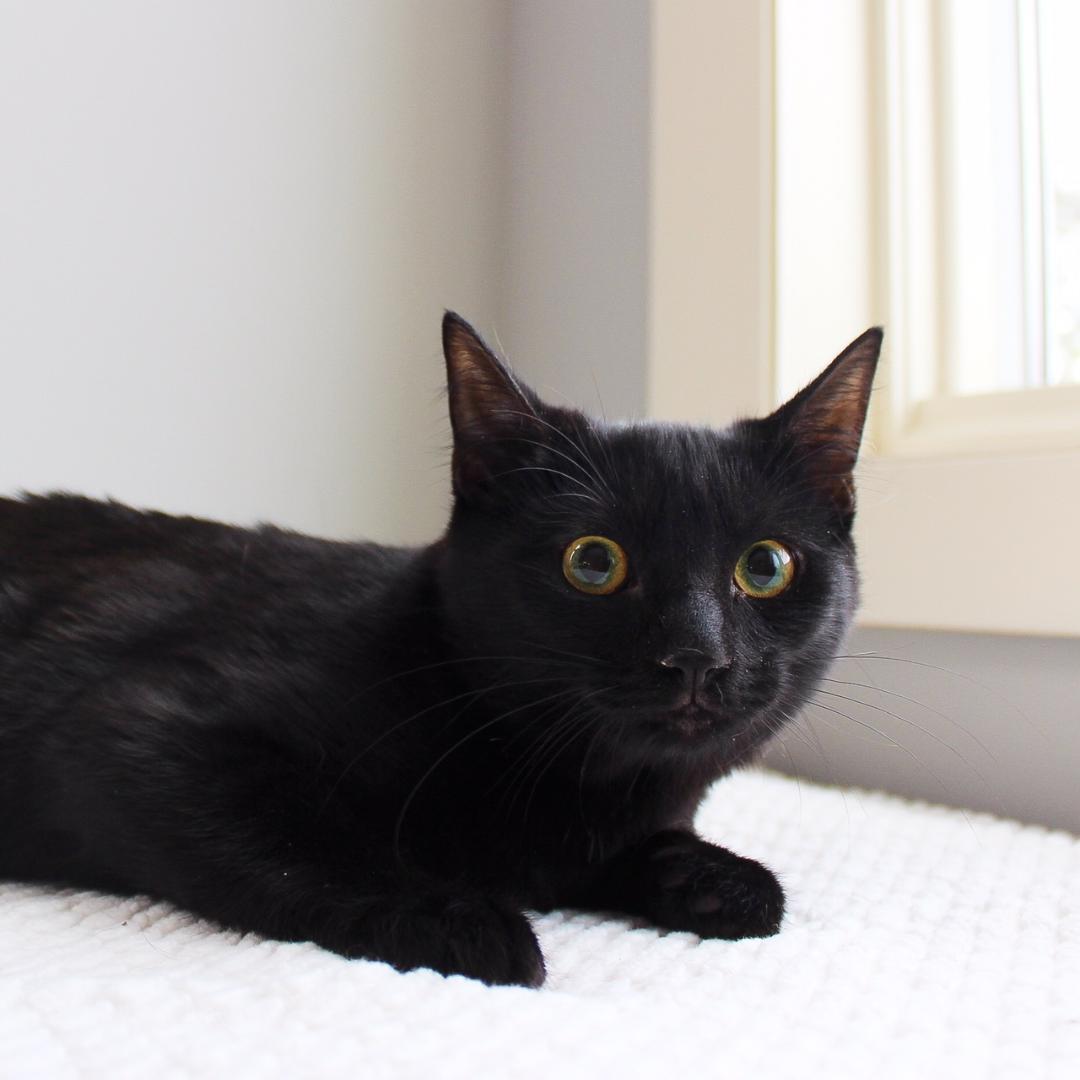 Enlarge Gayle, a Adoptable Domestic Short Hair in Wayne, NJ image 1/3