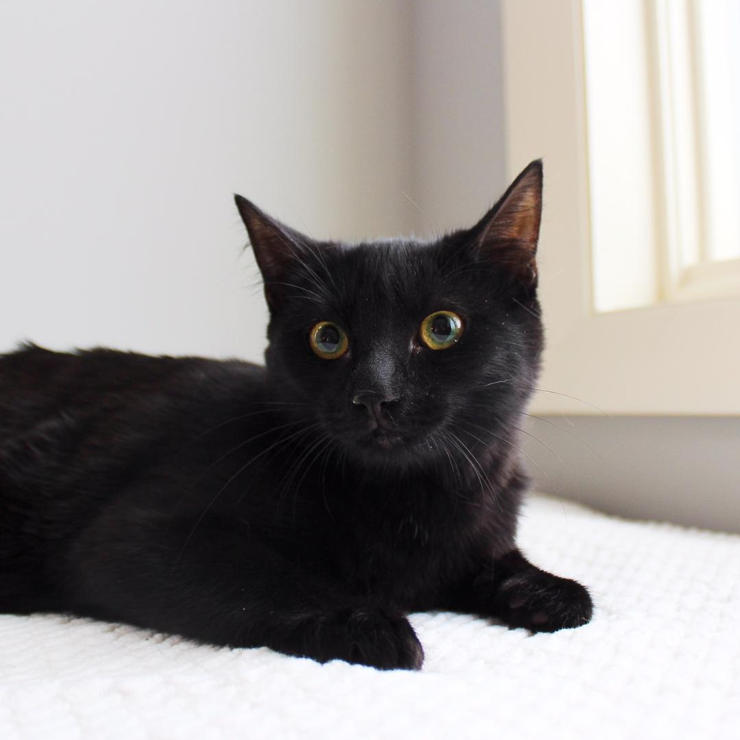 Enlarge Gayle, a Adoptable Domestic Short Hair in Wayne, NJ image 2/3